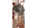 cane-corso-stenci-small-3