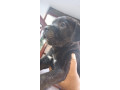 cane-corso-stenci-small-4