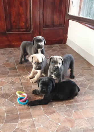 cane-corso-stenci-big-0