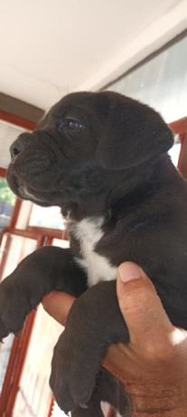 cane-corso-stenci-big-2