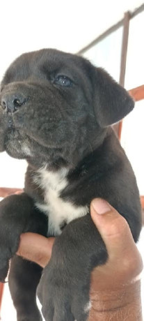 cane-corso-stenci-big-1