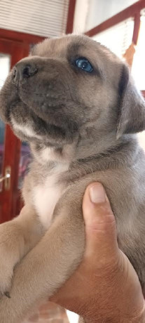 cane-corso-stenci-big-3