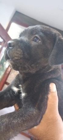 cane-corso-stenci-big-4