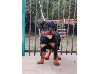 Rotvajler, vrhunski štenci