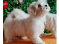 u-ponudi-zenke-maltezera-small-4