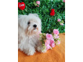 u-ponudi-zenke-maltezera-small-0