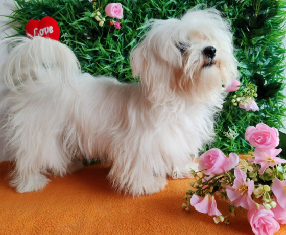 u-ponudi-zenke-maltezera-big-2