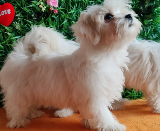 u-ponudi-zenke-maltezera-big-4
