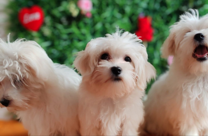 u-ponudi-zenke-maltezera-big-3