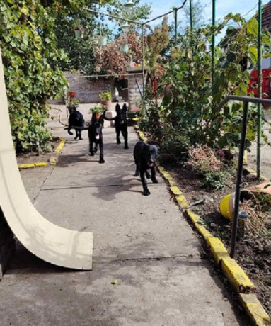 crni-nemacki-ovcar-big-2