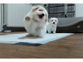 coton-de-tulear-stenci-small-2