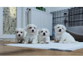 coton-de-tulear-stenci-small-0