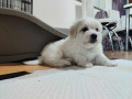 coton-de-tulear-stenci-small-4