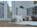 coton-de-tulear-stenci-small-3