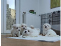 coton-de-tulear-stenci-small-1