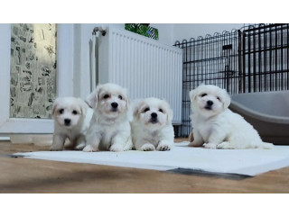 Coton de Tulear štenci