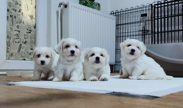 coton-de-tulear-stenci-big-0
