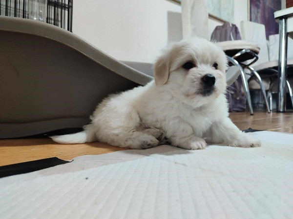 coton-de-tulear-stenci-big-4
