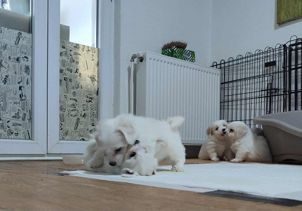coton-de-tulear-stenci-big-3