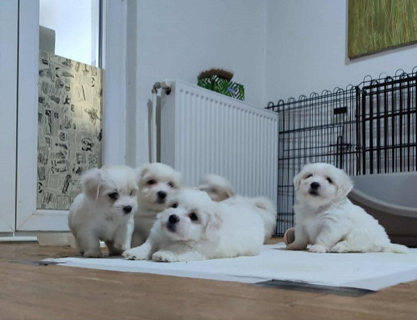 coton-de-tulear-stenci-big-1