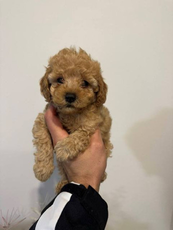 crvene-i-aprikot-mini-patuljaste-pudle-big-4