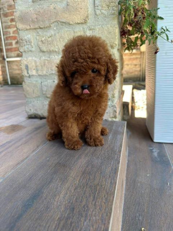 crvene-i-aprikot-mini-patuljaste-pudle-big-2