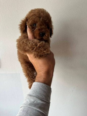 crvene-i-aprikot-mini-patuljaste-pudle-big-0