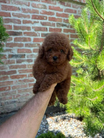 crvene-i-aprikot-mini-patuljaste-pudle-big-1