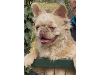 Francuski buldog, zenka u teranju