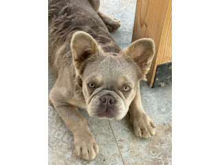 Francuski Buldog zenka