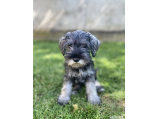 Patuljasti snauceri u ponudi,.