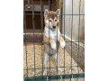 shiba-inu-stenci-od-vrhunskih-roditelja-small-2
