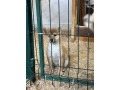 shiba-inu-stenci-od-vrhunskih-roditelja-small-3