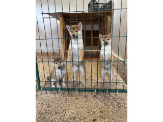 Shiba inu štenci od vrhunskih roditelja