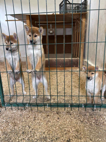 shiba-inu-stenci-od-vrhunskih-roditelja-big-1
