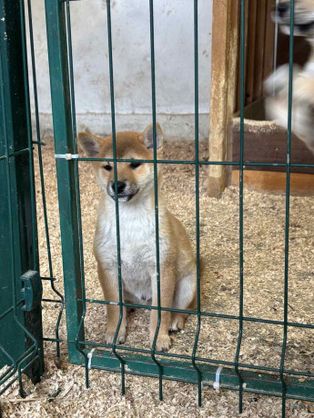 shiba-inu-stenci-od-vrhunskih-roditelja-big-3