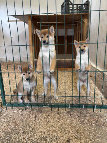 shiba-inu-stenci-od-vrhunskih-roditelja-big-0