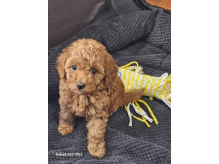 Crvena toy pudla štenci