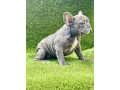francuski-buldog-prelepi-stenci-small-4