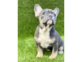francuski-buldog-prelepi-stenci-small-1