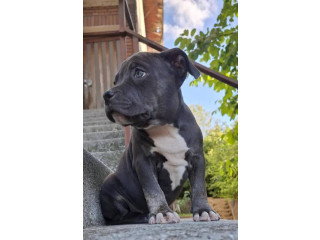 Američki Buli Poket štenci