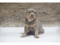 pitbull-lilac-tricolor-stene-small-3