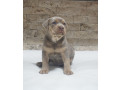 pitbull-lilac-tricolor-stene-small-1