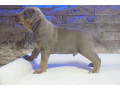 pitbull-lilac-tricolor-stene-small-4