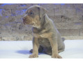 pitbull-lilac-tricolor-stene-small-2