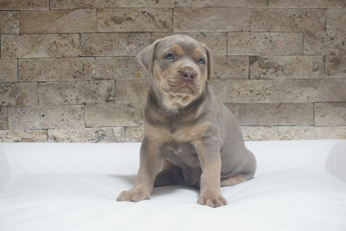 pitbull-lilac-tricolor-stene-big-3