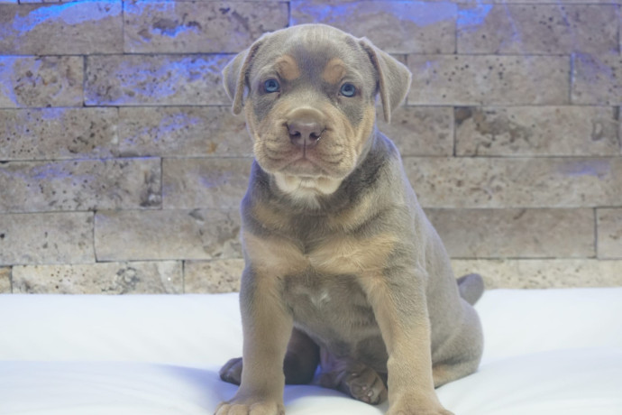 pitbull-lilac-tricolor-stene-big-0