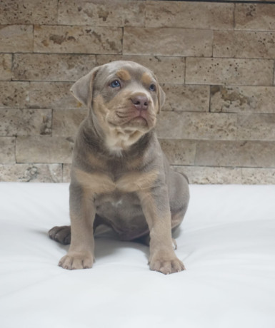 pitbull-lilac-tricolor-stene-big-1