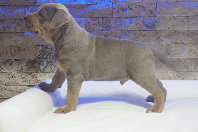 pitbull-lilac-tricolor-stene-big-4