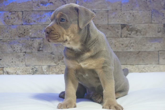pitbull-lilac-tricolor-stene-big-2